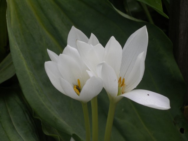 colchicum speciosum f. album